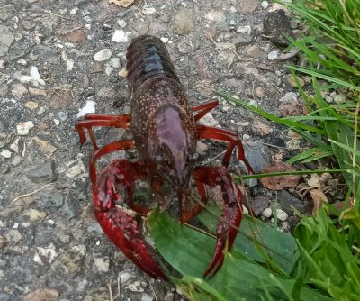 Amerikaanse rivieerkreeft