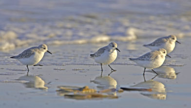 Groepje drieteenstrandlopers