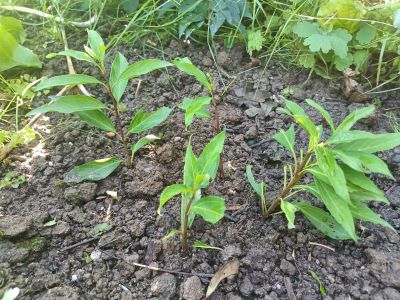 Stekjes van een forsythia
